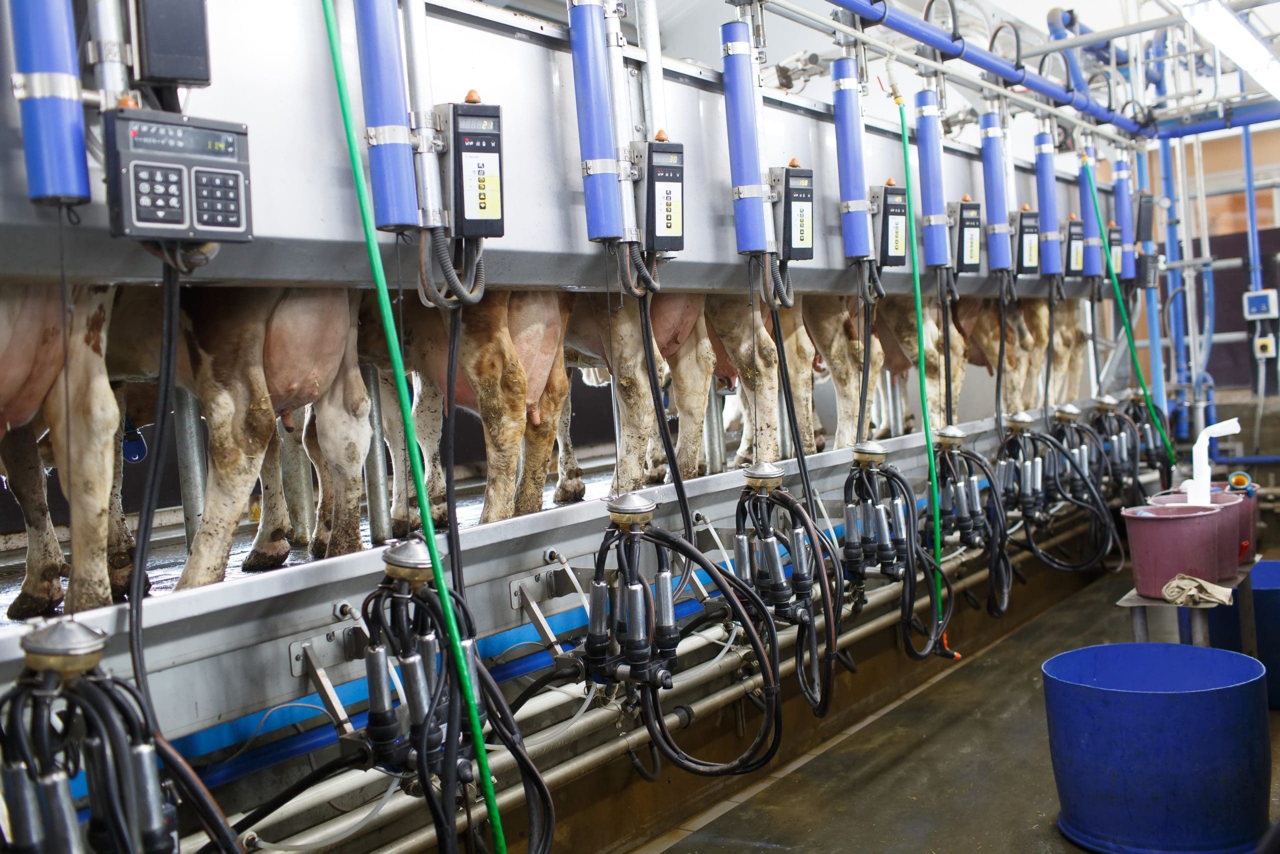 CowUdderCloseupWithMilkingMachineCowFarm CowUdderCloseupWithMilkingMachineCowFarm